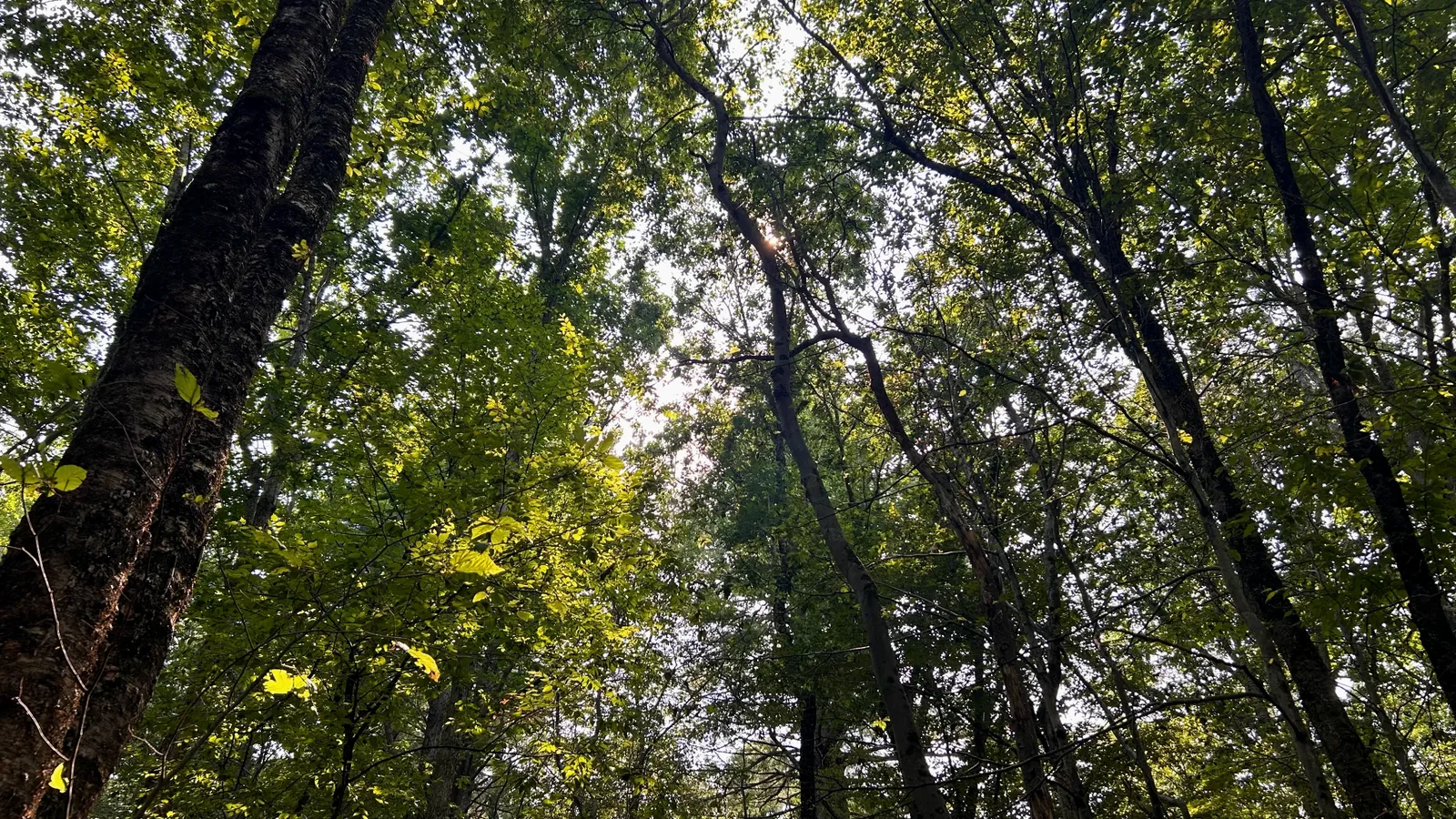 Mature tree canopy within the Idylease woodland