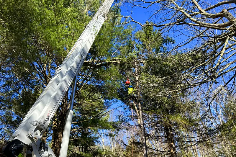 Boom lift used for tree work at Idylease