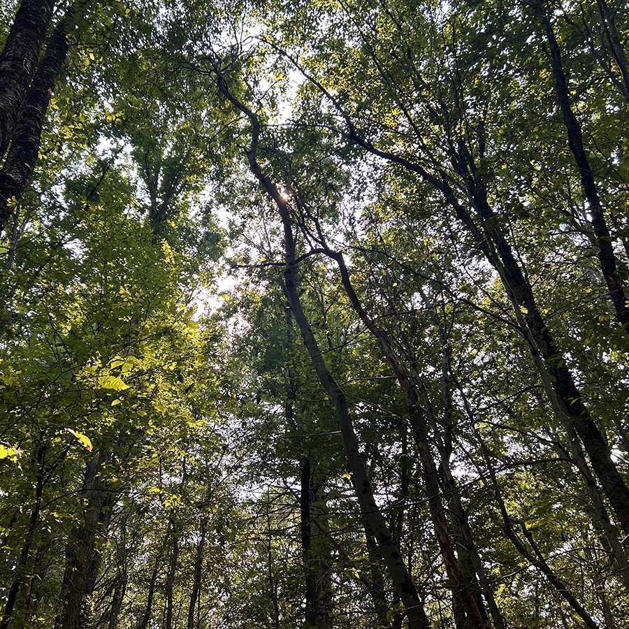 Kanouse Brook at Idylease Tree Farm
