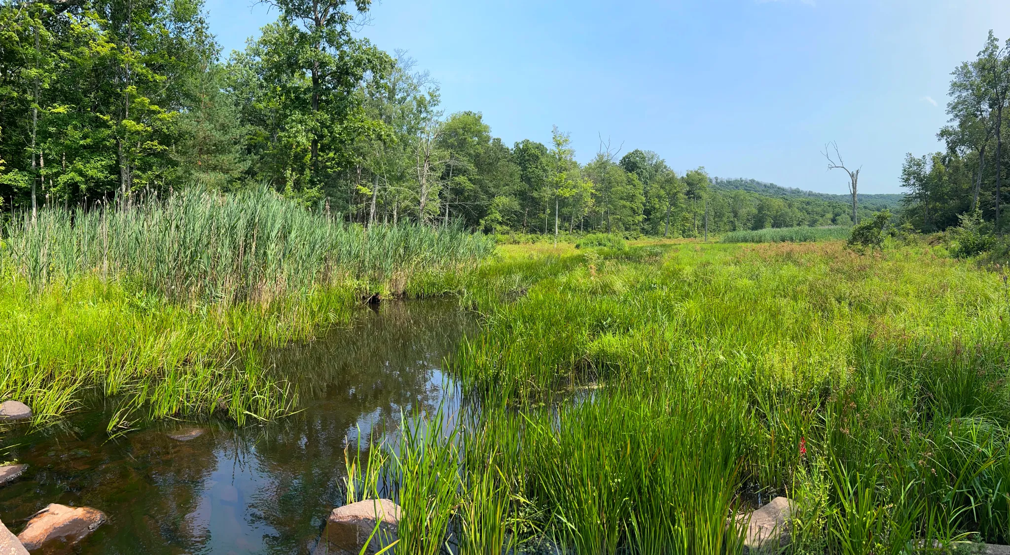Kanouse Brook and wetland vegetation within Idylease Tree Farm in Newfoundland, New Jersey