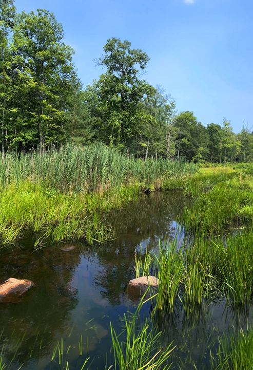 Reworking the Idylease Tree Farm website sent Richard Zampella back into parts of the forest not walked in years.